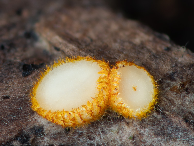 Arachnopeziza aurelia